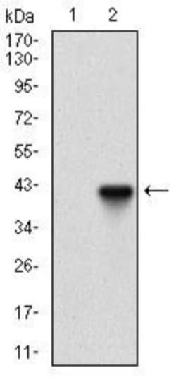 PI 3-Kinase p110 gamma Antibody (4B5D2) - BSA Free, Novus Biologicals:Antibodies:Primary